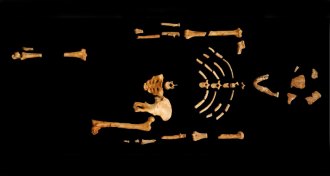 bones of a primitive human forerunner