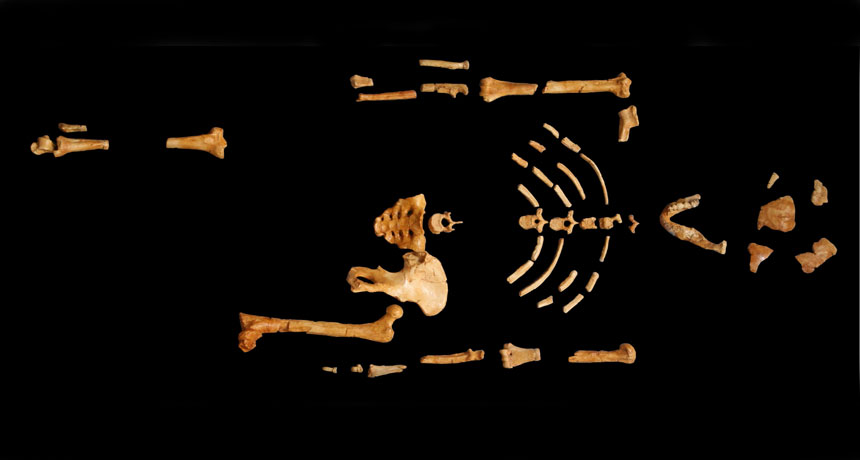 bones of a primitive human forerunner