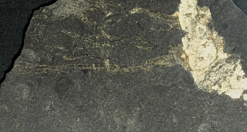 sand-filled jellyfish fossil