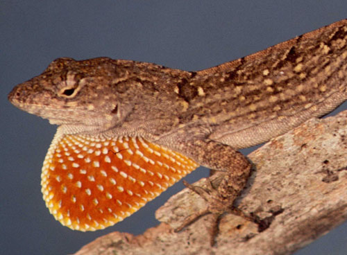 Cuban anole