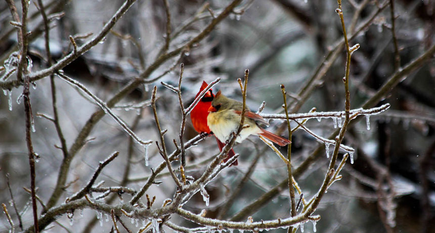 male and female cardinals in icy tree