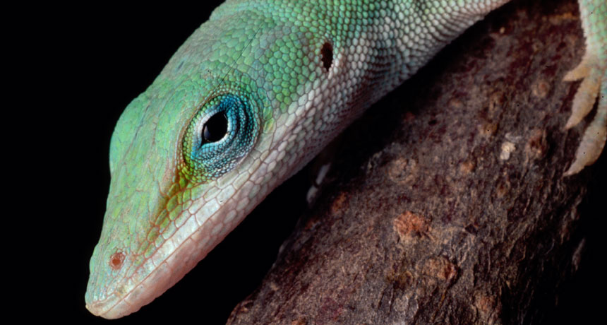 Carolina anole