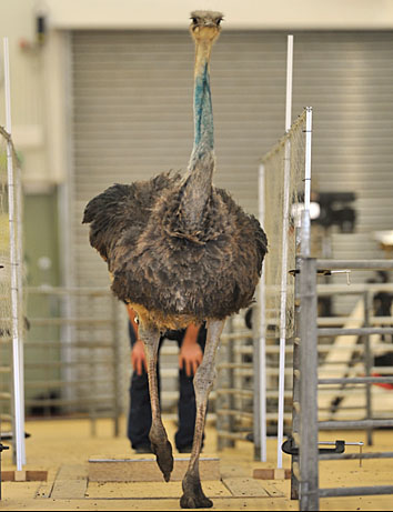 ostrich running