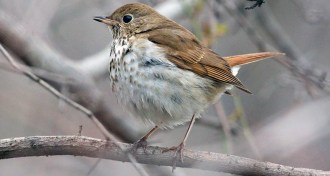 hermit thrush