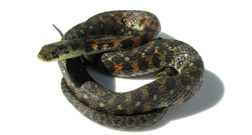 tiger keelback snake, Rhabdophis tigrinus