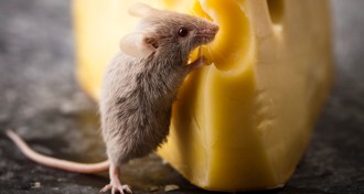 mouse standing on cheese