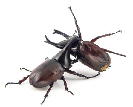 two rhinocerous beetles