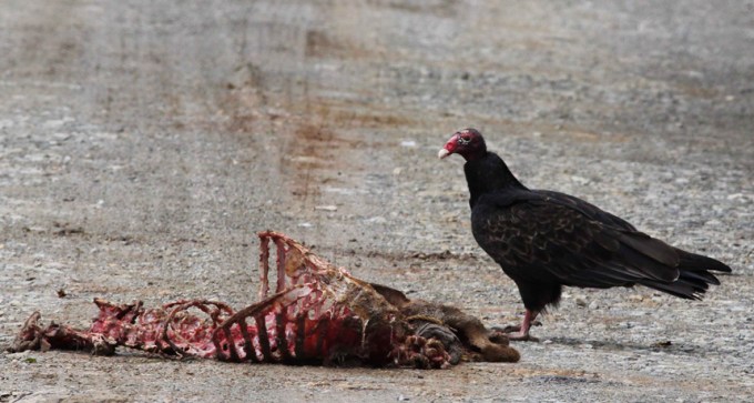 Vulture eating roadkill