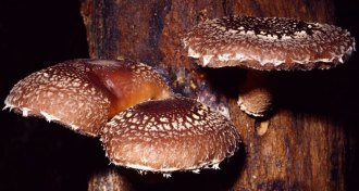shiitake mushrooms
