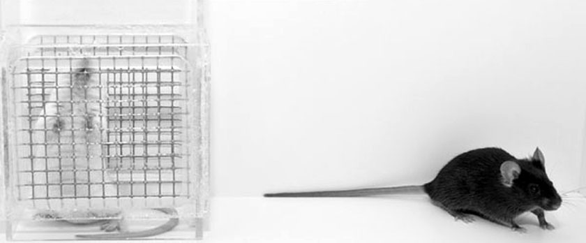 mice in social defeat test