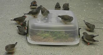 zebra finches