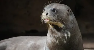 otter