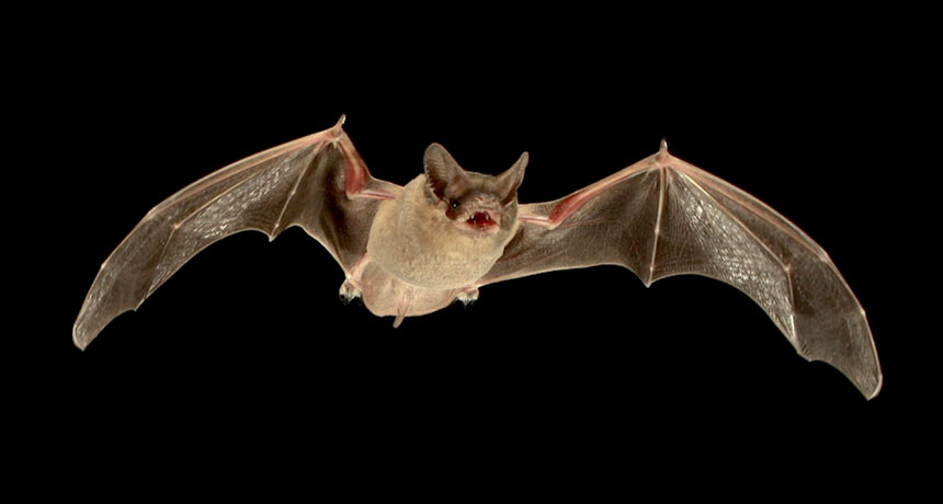 Mexican free-tailed bat