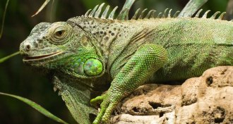 iguana