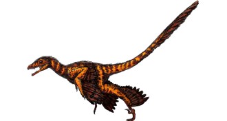 feathered dinosaur