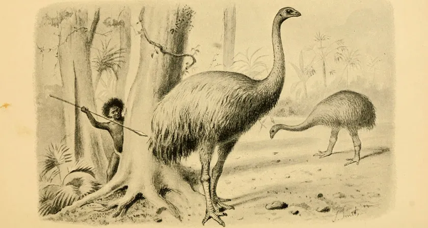 illustration of moa