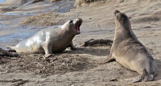 elephant seals