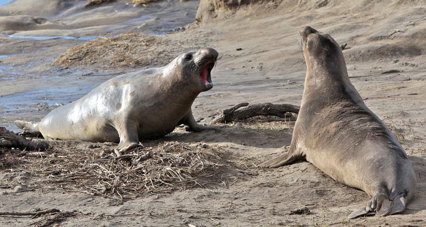 elephant seals