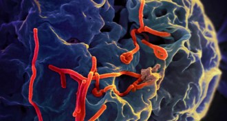 Ebola virus