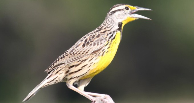 eastern meadowlark