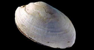 design carved into shell