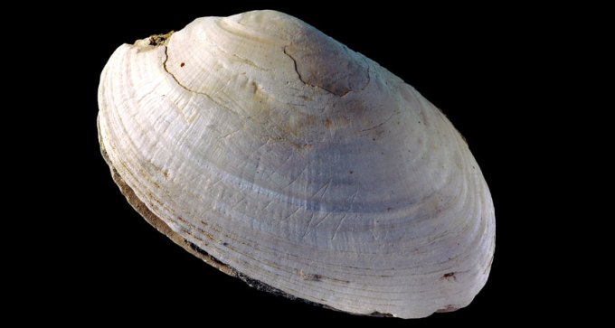 design carved into shell