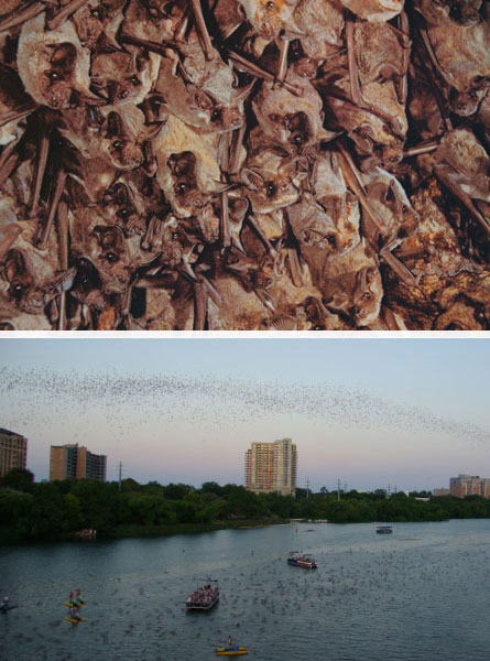 bats over the Colorado River