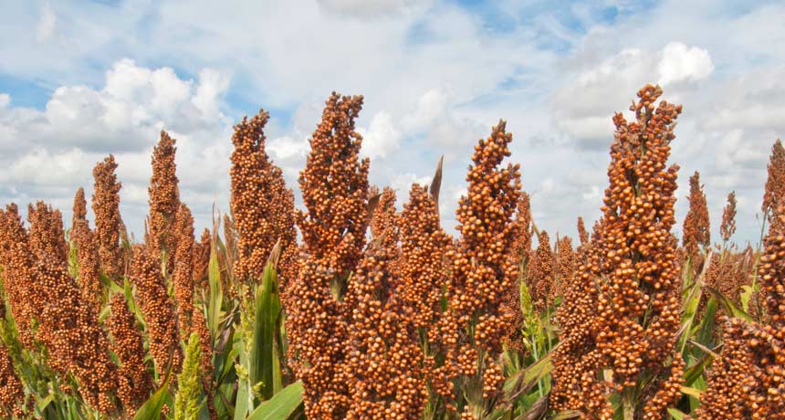 Restoring crop genes to wild form may make plants more resilient