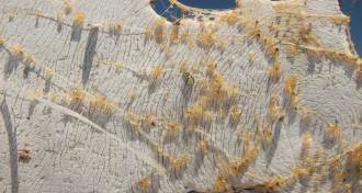 strands of fish eggs