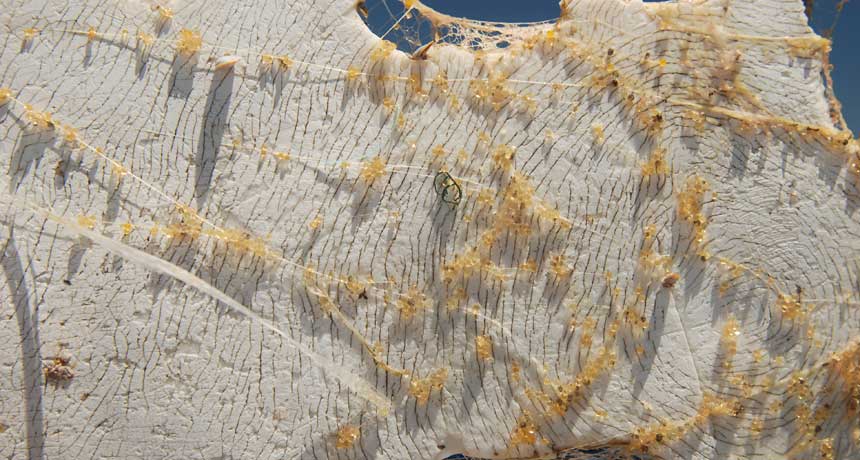 strands of fish eggs