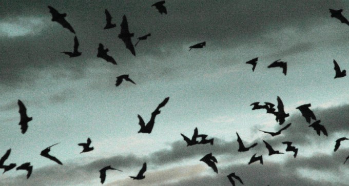 Flying bats