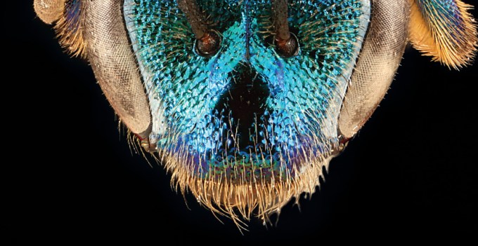 face of Augochloropsis anonyma