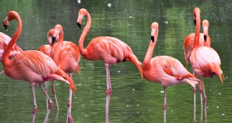 Flamingos