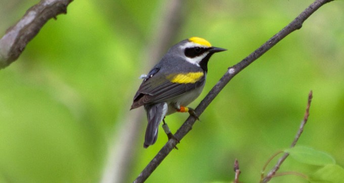 Tiny golden-wing warblers