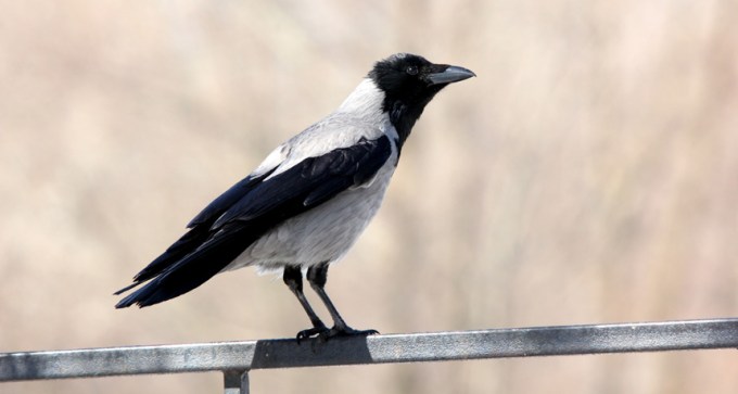 Hooded crows