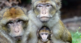 wild Barbary macaques