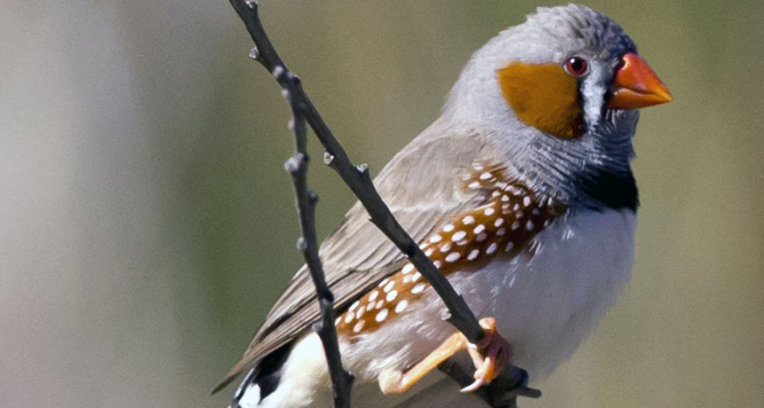 male finch