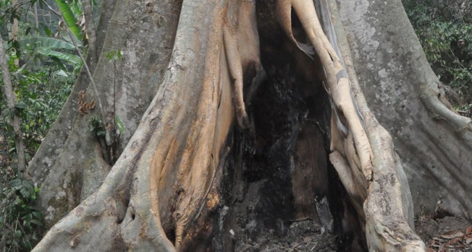 A hollow tree