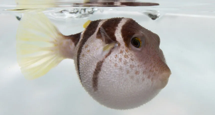 puffed up black-saddled pufferfish