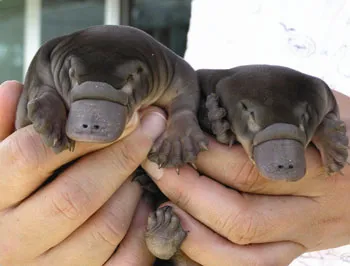 platypus
