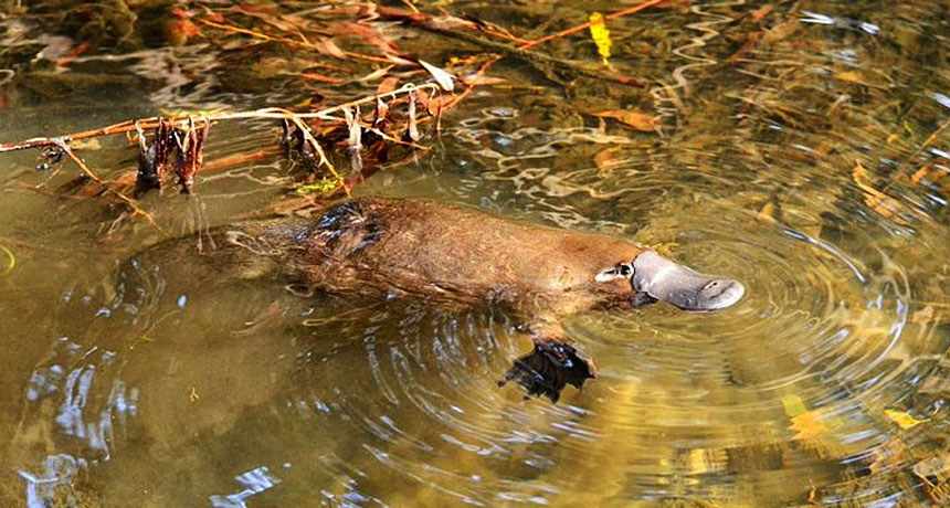 platypus swimming