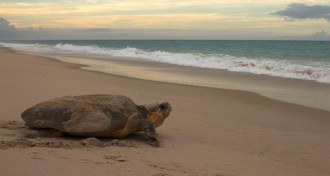 Caretta caretta sea turtle