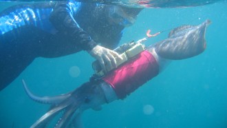 Squid with video camera pack