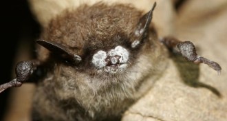 little brown bat with white-nose syndrome