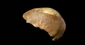 Homo sapiens braincase