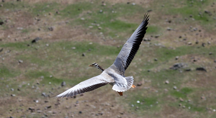 goose in flight