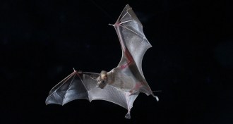 greater mouse-tailed bat