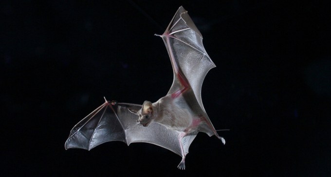 greater mouse-tailed bat