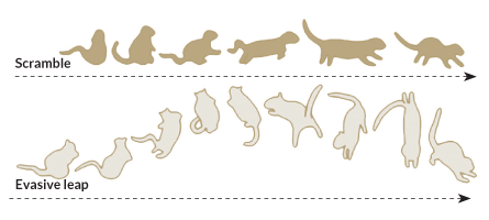 squirrel escape plans