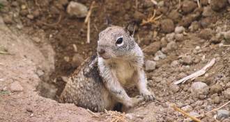 California ground squirrel